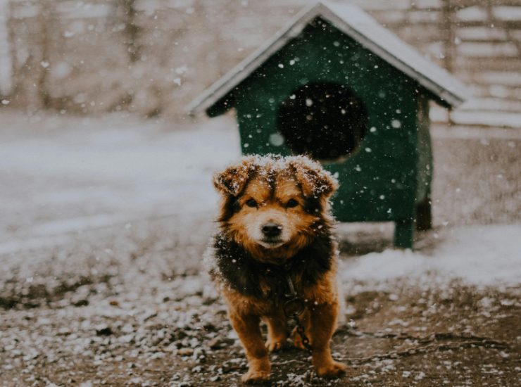 Cagnolino al gelo (Pexels) - salernosera.it