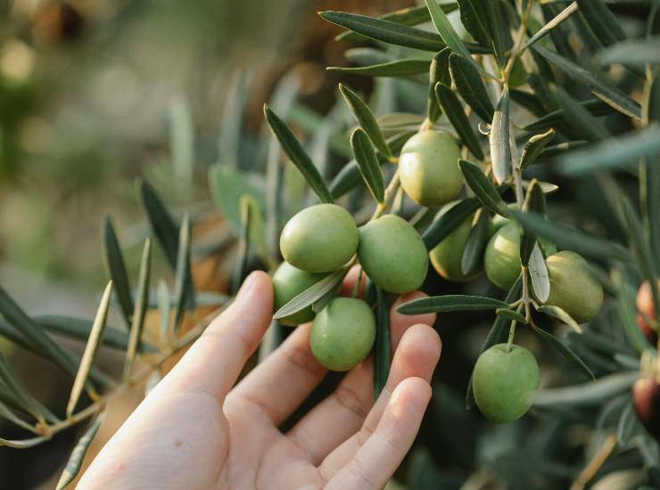 olive 