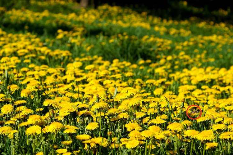 La soluzione del test - fonte_greenme.it - salernosera.it