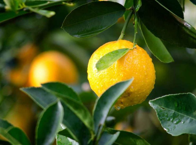 Limoni 