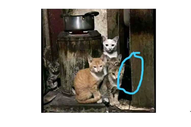 Test dei gatti - fonte_greenme.it - salernosera.it