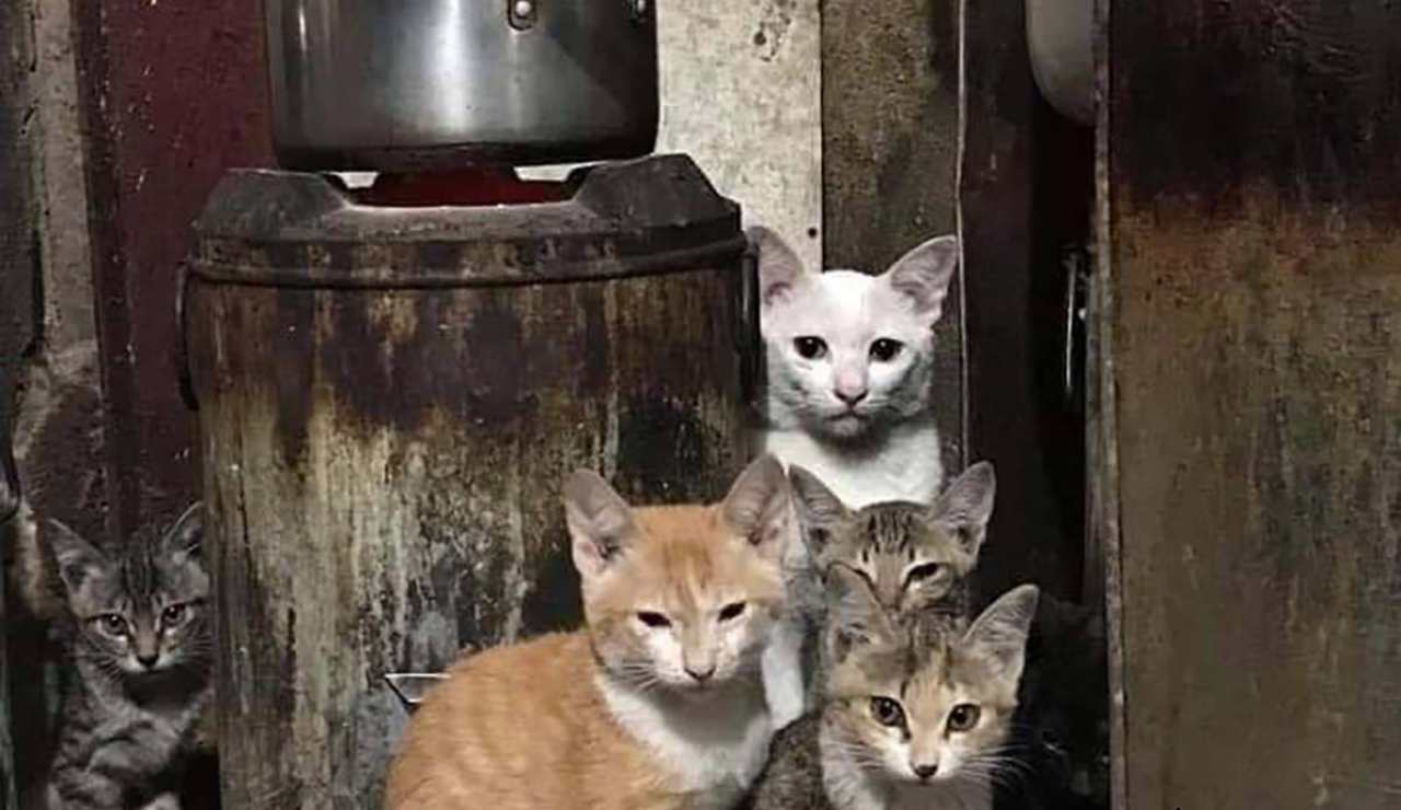 Test dei gatti - fonte_greenme.it - salernosere.it