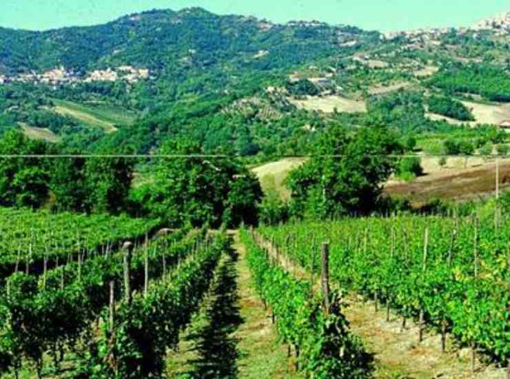 Agro campano 