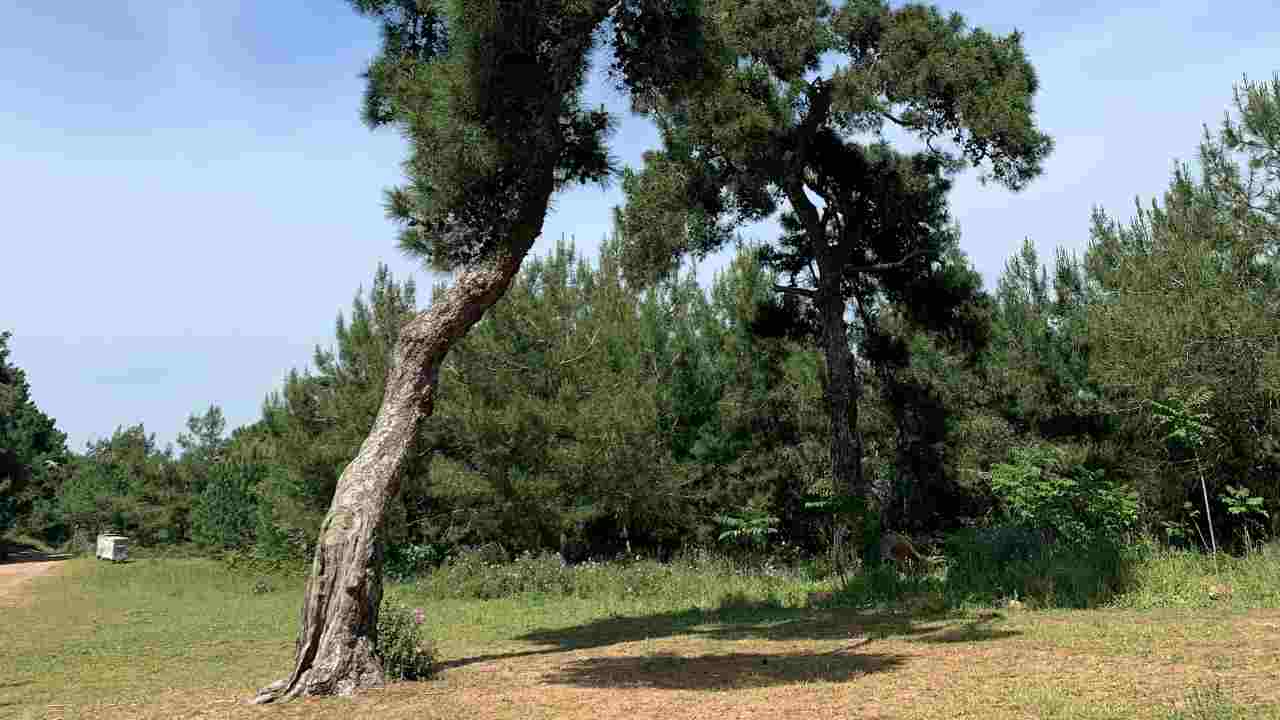 Alberi secolari
