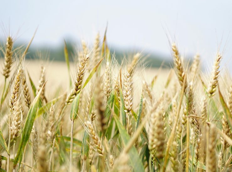 Campi di grano (Pexels) - salernosera.it
