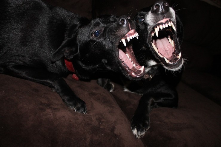 Una coppia di cani aggressivi