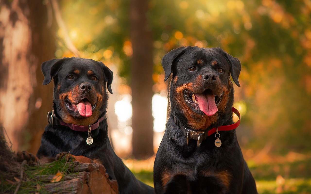 Una coppia di Rottweiler in un parco