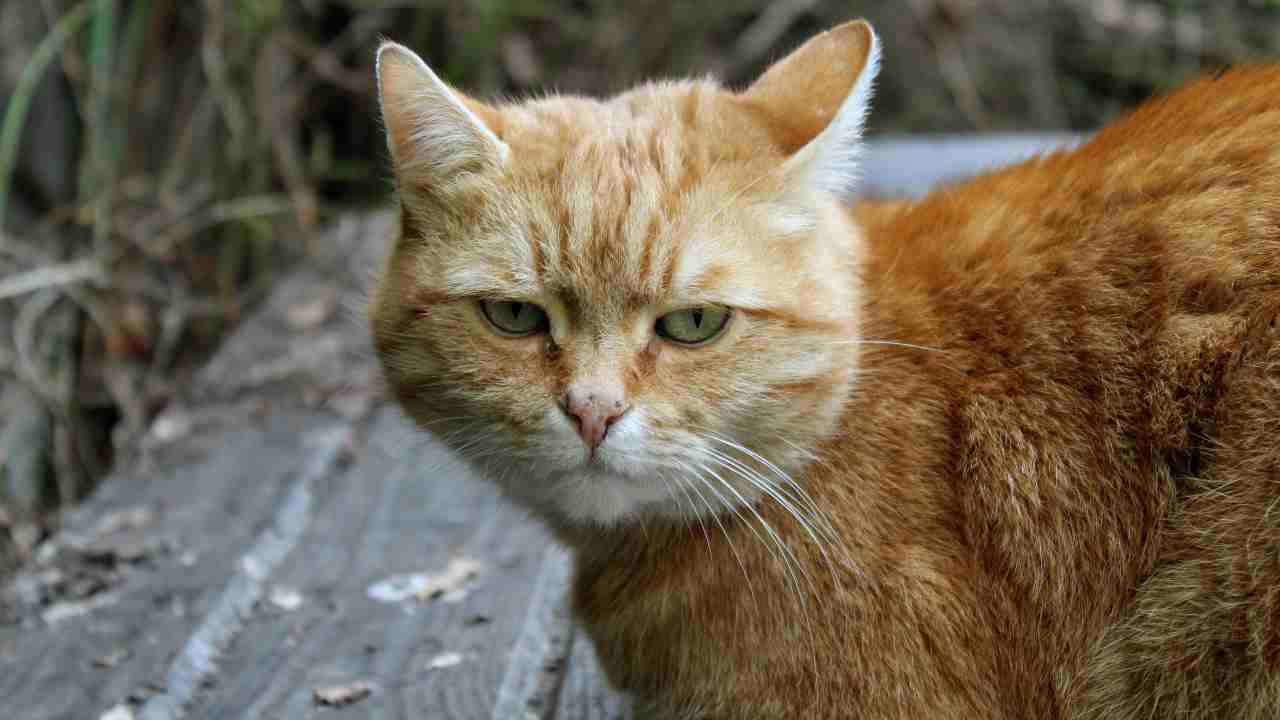 Gatto rosso