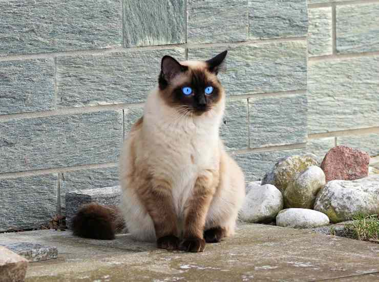Gatto siamese 