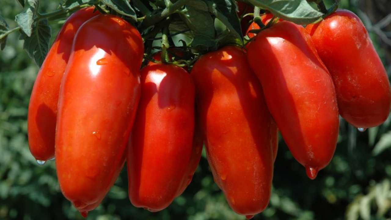 Pomodoro San Marzano
