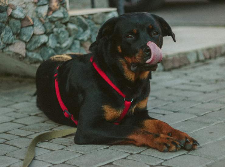 Rottweiler 