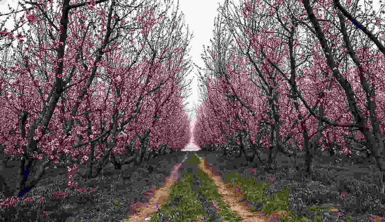 Alberi di pesco 