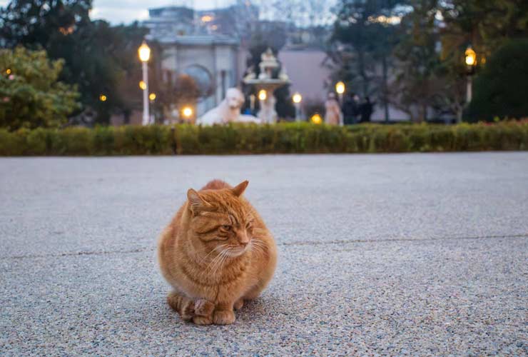 Gatto rosso