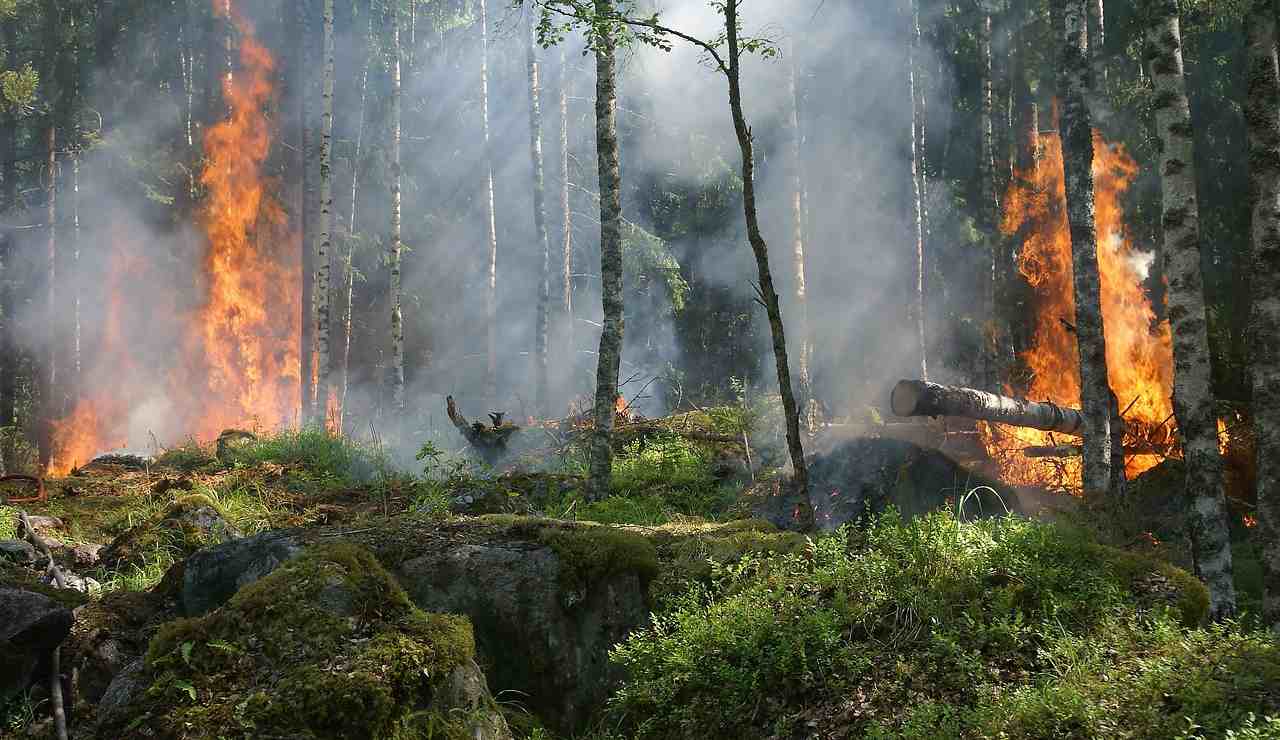 Incendio nel bosco (Pixabay) - salernosera.it