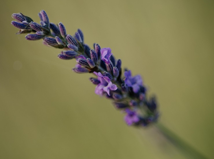 Lavanda 