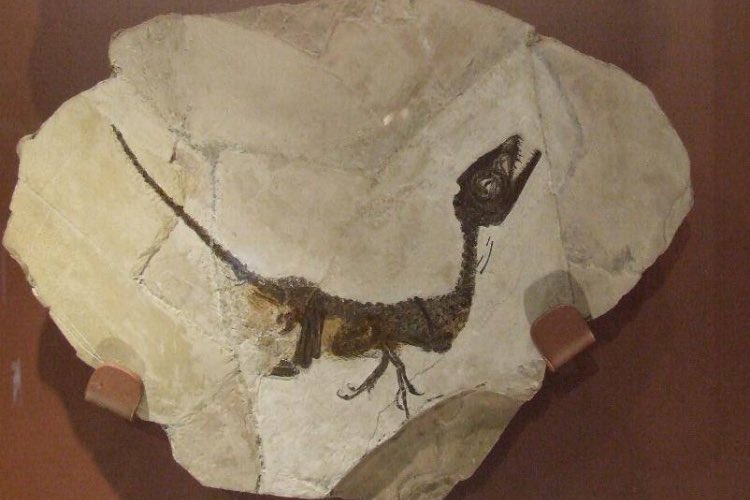 Fossile di dinosauro - fonte_Facebook - salernosera.it