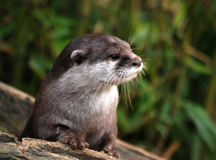 Lontra 