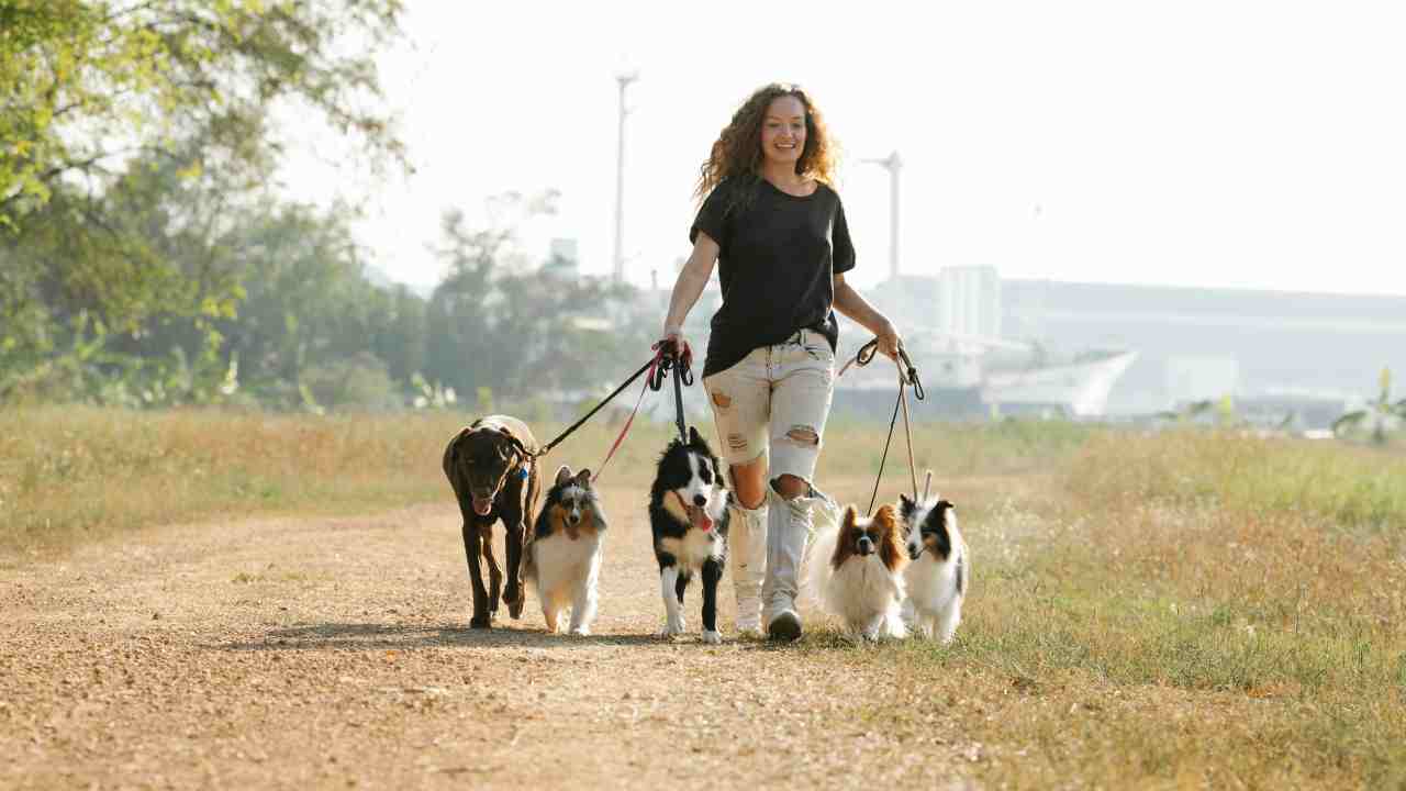 Cani al guinzaglio 