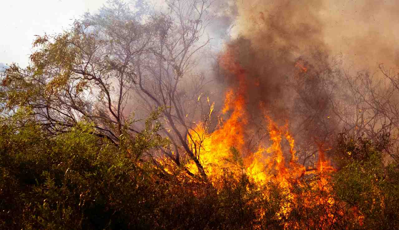 Incendio nel bosco (Pixabay) - salernosera.it (1)