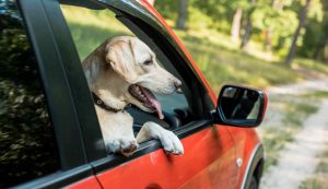 Cane in macchina (Depositphotos) - salernosera.it
