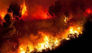 Incendi boschivi (Depositphotos) - salernosera.it