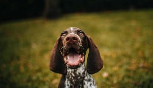 Cane nella natura