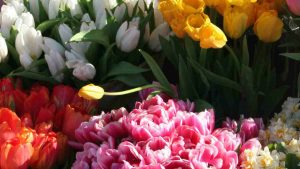 Fiori