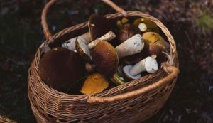 Funghi