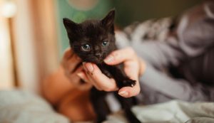 Gattina nera (Pexels) - salernosera.it