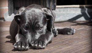 Cagnolino (Pixabay) - salernosera.it