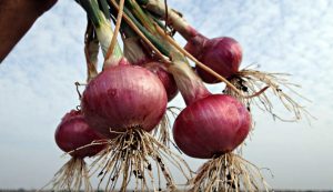 Cipolle - fonte_Canva - salernosera.it