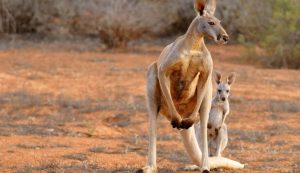 Non siamo in Australia - fonte_Canva - salernosera.it