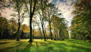 Parco pubblico (Pixabay) - salernosera.it