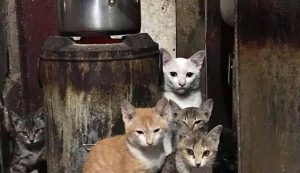 Test dei gatti - fonte_greenme.it - salernosere.it