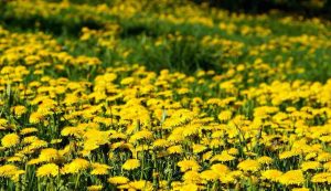 Test dell'Ape - fonte_greenme.it - salernosera.it
