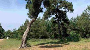 Alberi secolari