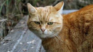 Gatto rosso