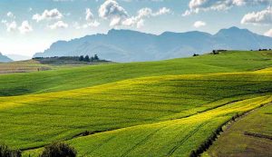 Campi (Pixabay) - salernosera.it