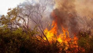 Incendio nel bosco (Pixabay) - salernosera.it (1)