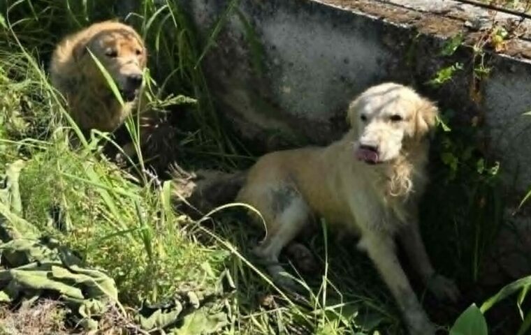 Due cani abbandonati gettati dalla A30 salvati in un canale a Nocera Inferiore