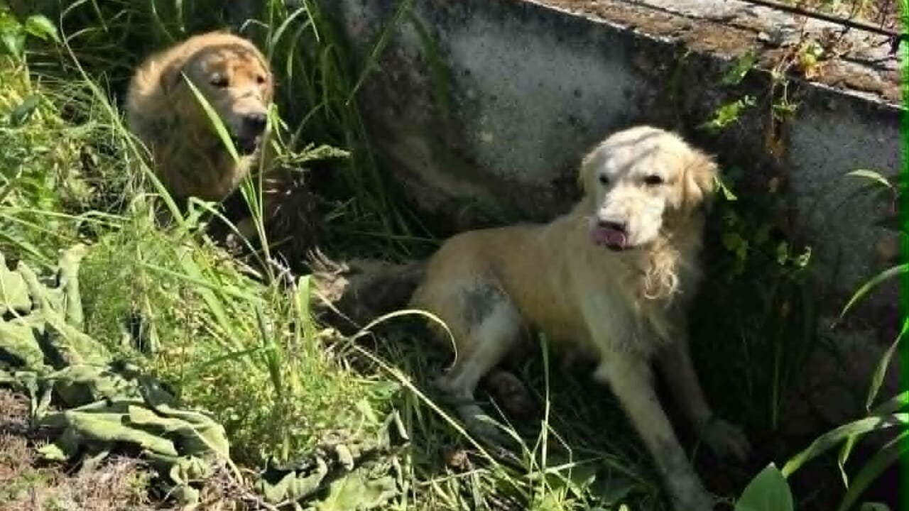 Due cani abbandonati gettati dalla A30 salvati in un canale a Nocera Inferiore