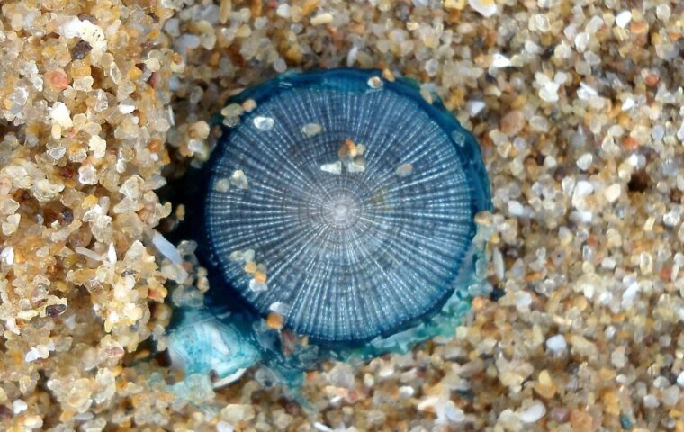 Un avvistamento raro nel Cilento: il “bottone blu” nel mare di Acciaroli