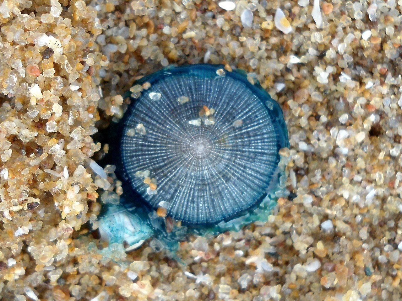Un avvistamento raro nel Cilento: il “bottone blu” nel mare di Acciaroli