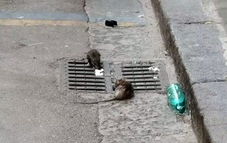 Topi in via Cucci a Nocera Inferiore: residenti segnalano tombini pieni e necessità di derattizzazione