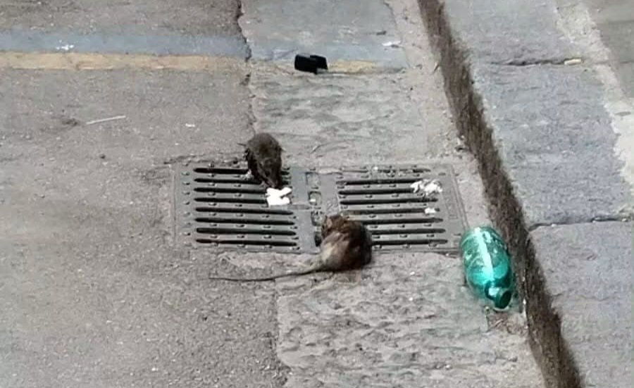 Topi in via Cucci a Nocera Inferiore: residenti segnalano tombini pieni e necessità di derattizzazione