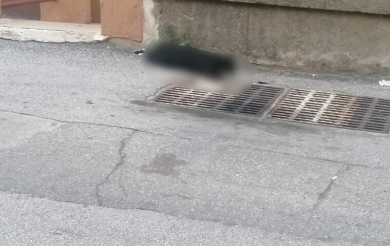 Gatto trovato morto in busta a Nocera Inferiore, cittadini chiedono maggiore controllo