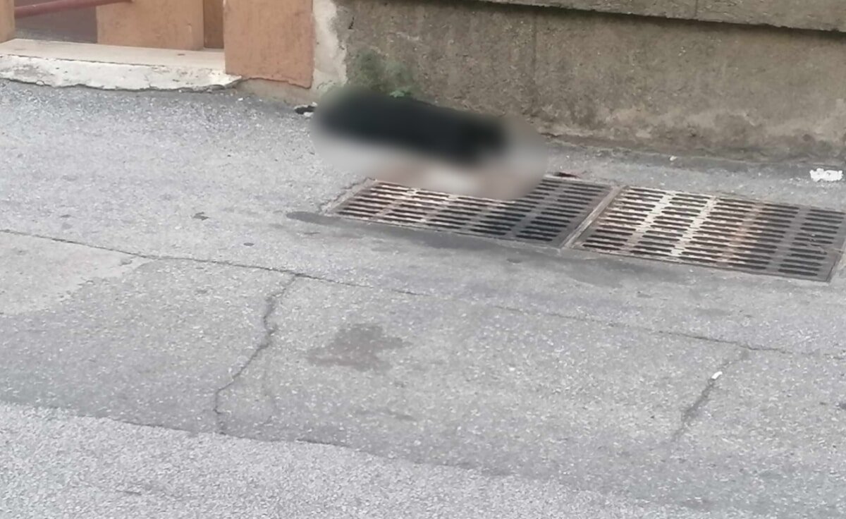 Gatto trovato morto in busta a Nocera Inferiore, cittadini chiedono maggiore controllo
