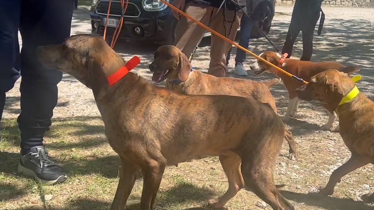 Roscigno ospita il Festival Cilento Selvaggio: tre giorni di cultura, natura e tradizioni