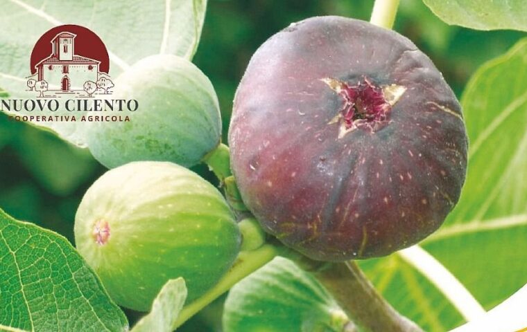 Settembre ai Fichi 2026: un evento culturale e scientifico a San Mauro Cilento