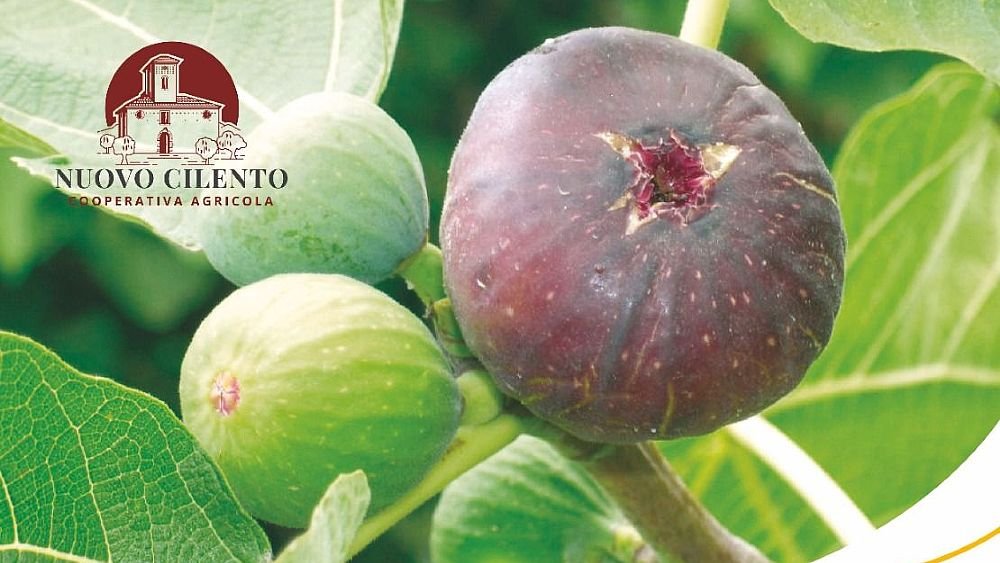 Settembre ai Fichi 2026: un evento culturale e scientifico a San Mauro Cilento